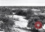 Immagine di Vegetazione Isole Galapagos, 1943, secondo 4 filmato di repertorio 65675033674