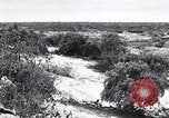 Immagine di Vegetazione Isole Galapagos, 1943, secondo 5 filmato di repertorio 65675033674
