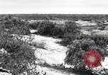 Immagine di Vegetazione Isole Galapagos, 1943, secondo 6 filmato di repertorio 65675033674