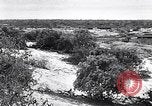 Immagine di Vegetazione Isole Galapagos, 1943, secondo 8 filmato di repertorio 65675033674