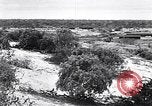 Immagine di Vegetazione Isole Galapagos, 1943, secondo 9 filmato di repertorio 65675033674