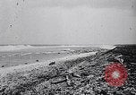 Standbild diverse Vögel Clipperton Insel, 1943, aus Sekunde 5 historischem Filmmaterial Videoclip 65675033678