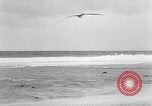 Standbild diverse Vögel Clipperton Insel, 1943, aus Sekunde 19 historischem Filmmaterial Videoclip 65675033678