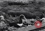 Standbild diverse Vögel Clipperton Insel, 1943, aus Sekunde 45 historischem Filmmaterial Videoclip 65675033678