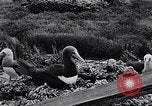 Standbild diverse Vögel Clipperton Insel, 1943, aus Sekunde 46 historischem Filmmaterial Videoclip 65675033678