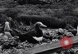 Standbild diverse Vögel Clipperton Insel, 1943, aus Sekunde 47 historischem Filmmaterial Videoclip 65675033678
