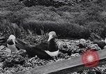 Standbild diverse Vögel Clipperton Insel, 1943, aus Sekunde 48 historischem Filmmaterial Videoclip 65675033678