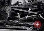 Standbild diverse Vögel Clipperton Insel, 1943, aus Sekunde 54 historischem Filmmaterial Videoclip 65675033678