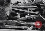 Standbild diverse Vögel Clipperton Insel, 1943, aus Sekunde 55 historischem Filmmaterial Videoclip 65675033678