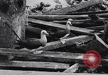 Standbild diverse Vögel Clipperton Insel, 1943, aus Sekunde 56 historischem Filmmaterial Videoclip 65675033678