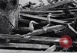 Standbild diverse Vögel Clipperton Insel, 1943, aus Sekunde 57 historischem Filmmaterial Videoclip 65675033678
