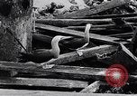 Standbild diverse Vögel Clipperton Insel, 1943, aus Sekunde 58 historischem Filmmaterial Videoclip 65675033678