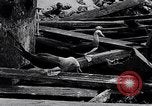 Standbild diverse Vögel Clipperton Insel, 1943, aus Sekunde 59 historischem Filmmaterial Videoclip 65675033678