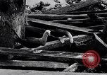 Standbild diverse Vögel Clipperton Insel, 1943, aus Sekunde 60 historischem Filmmaterial Videoclip 65675033678