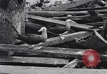 Standbild diverse Vögel Clipperton Insel, 1943, aus Sekunde 62 historischem Filmmaterial Videoclip 65675033678