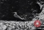 Standbild Vögel und Gestein Clipperton Insel, 1943, aus Sekunde 35 historischem Filmmaterial Videoclip 65675033679
