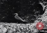 Standbild Vögel und Gestein Clipperton Insel, 1943, aus Sekunde 36 historischem Filmmaterial Videoclip 65675033679