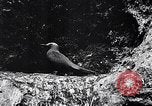 Standbild Vögel und Gestein Clipperton Insel, 1943, aus Sekunde 38 historischem Filmmaterial Videoclip 65675033679