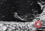 Standbild Vögel und Gestein Clipperton Insel, 1943, aus Sekunde 39 historischem Filmmaterial Videoclip 65675033679