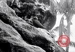 Standbild Vögel und Gestein Clipperton Insel, 1943, aus Sekunde 42 historischem Filmmaterial Videoclip 65675033679
