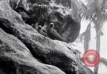 Standbild Vögel und Gestein Clipperton Insel, 1943, aus Sekunde 45 historischem Filmmaterial Videoclip 65675033679