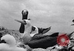 Standbild Gestein und Vögel Clipperton Insel, 1943, aus Sekunde 44 historischem Filmmaterial Videoclip 65675033680