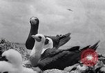 Standbild Gestein und Vögel Clipperton Insel, 1943, aus Sekunde 45 historischem Filmmaterial Videoclip 65675033680