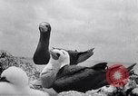 Standbild Gestein und Vögel Clipperton Insel, 1943, aus Sekunde 46 historischem Filmmaterial Videoclip 65675033680