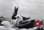 Standbild Gestein und Vögel Clipperton Insel, 1943, aus Sekunde 47 historischem Filmmaterial Videoclip 65675033680