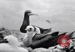Standbild Gestein und Vögel Clipperton Insel, 1943, aus Sekunde 48 historischem Filmmaterial Videoclip 65675033680