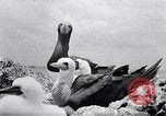 Standbild Gestein und Vögel Clipperton Insel, 1943, aus Sekunde 49 historischem Filmmaterial Videoclip 65675033680