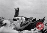Standbild Gestein und Vögel Clipperton Insel, 1943, aus Sekunde 50 historischem Filmmaterial Videoclip 65675033680