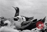 Standbild Gestein und Vögel Clipperton Insel, 1943, aus Sekunde 51 historischem Filmmaterial Videoclip 65675033680