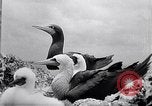 Standbild Gestein und Vögel Clipperton Insel, 1943, aus Sekunde 52 historischem Filmmaterial Videoclip 65675033680