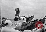 Standbild Gestein und Vögel Clipperton Insel, 1943, aus Sekunde 53 historischem Filmmaterial Videoclip 65675033680