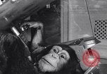 Immagine di esperimento aerospaziale su scimpanzé e scimmie New York City USA, 1967, secondo 49 filmato di repertorio 65675033689
