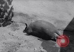 Immagine di Aardvark Florida United States USA, 1967, secondo 4 filmato di repertorio 65675033690