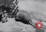 Immagine di Aardvark Florida United States USA, 1967, secondo 5 filmato di repertorio 65675033690