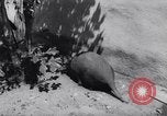 Immagine di Aardvark Florida United States USA, 1967, secondo 6 filmato di repertorio 65675033690