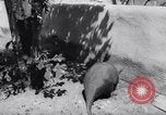 Immagine di Aardvark Florida United States USA, 1967, secondo 7 filmato di repertorio 65675033690