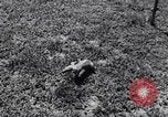 Immagine di Aardvark Florida United States USA, 1967, secondo 8 filmato di repertorio 65675033690