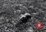 Immagine di Aardvark Florida United States USA, 1967, secondo 10 filmato di repertorio 65675033690