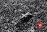 Immagine di Aardvark Florida United States USA, 1967, secondo 11 filmato di repertorio 65675033690