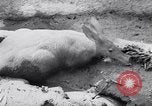 Immagine di Aardvark Florida United States USA, 1967, secondo 12 filmato di repertorio 65675033690