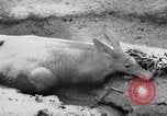 Immagine di Aardvark Florida United States USA, 1967, secondo 13 filmato di repertorio 65675033690
