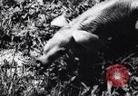 Immagine di Aardvark Florida United States USA, 1967, secondo 14 filmato di repertorio 65675033690
