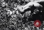 Immagine di Aardvark Florida United States USA, 1967, secondo 15 filmato di repertorio 65675033690
