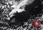 Immagine di Aardvark Florida United States USA, 1967, secondo 16 filmato di repertorio 65675033690