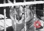 Immagine di Aardvark Florida United States USA, 1967, secondo 18 filmato di repertorio 65675033690