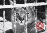 Immagine di Aardvark Florida United States USA, 1967, secondo 19 filmato di repertorio 65675033690